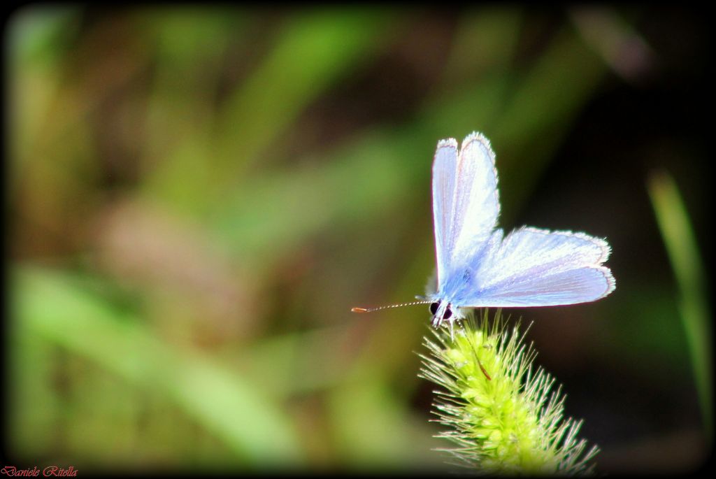 Polyommatus icarus femmina???